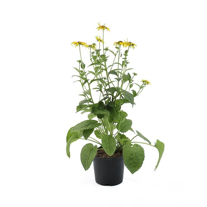 Rudbeckia fulgida 'Goldsturm' 3 Litres