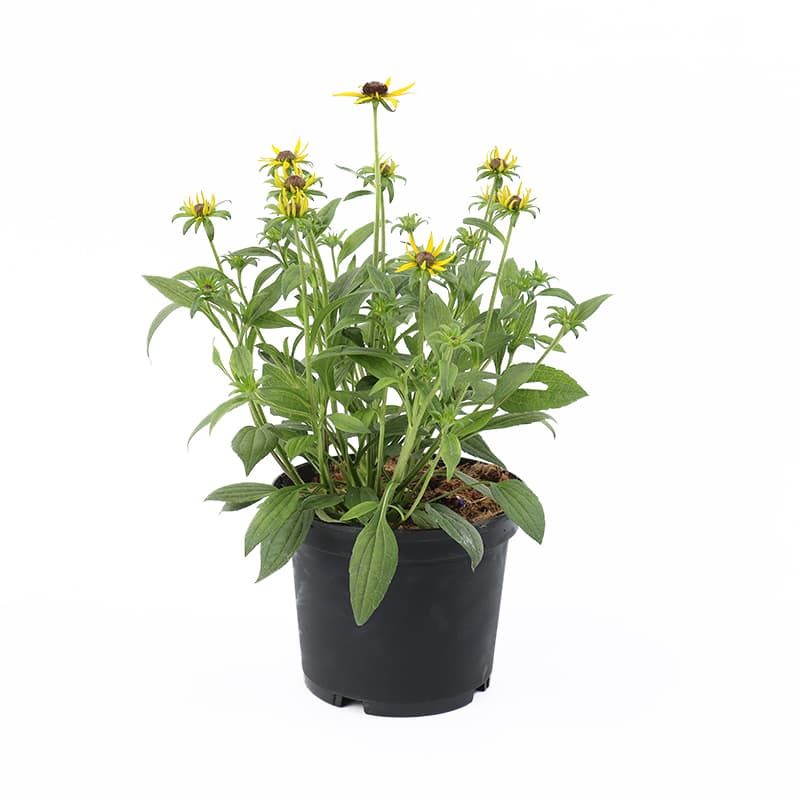 Rudbeckia 'Little Gold Star' 3 Litre