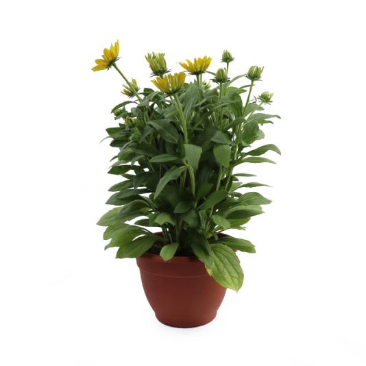 Rudbeckia 'Sunbeckia Ophelia' Planter 10 Litres
