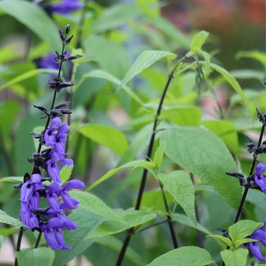 Salvia 'Black and Blue' Roma Planter 6 Litres