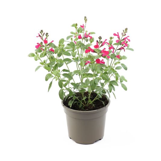 Salvia greggii 'Mirage Hot Pink' 2 Litres