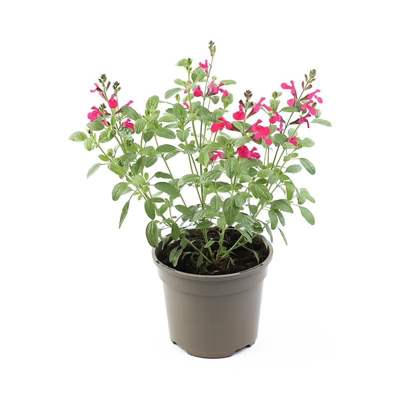 Salvia greggii 'Mirage Hot Pink' 2 Litres