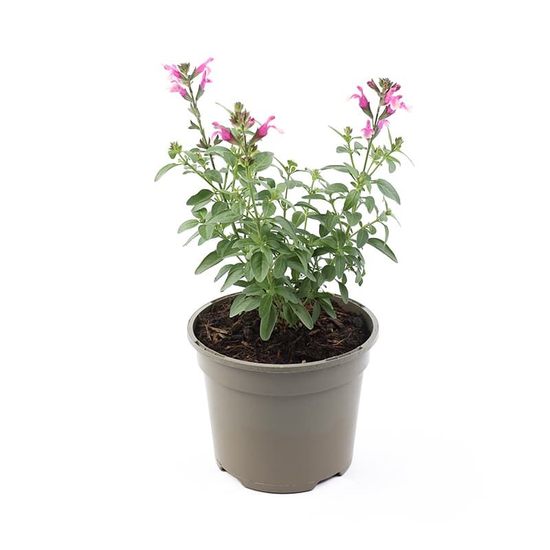 Salvia greggii 'Mirage Rose Bicolour' 2 Litres