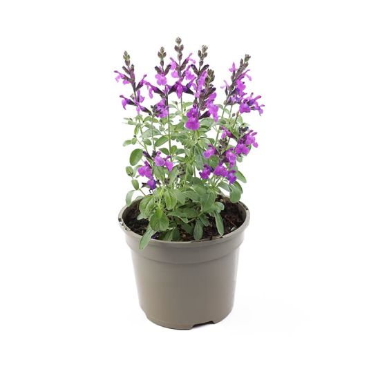 Salvia greggii 'Mirage Violet' 2 Litres