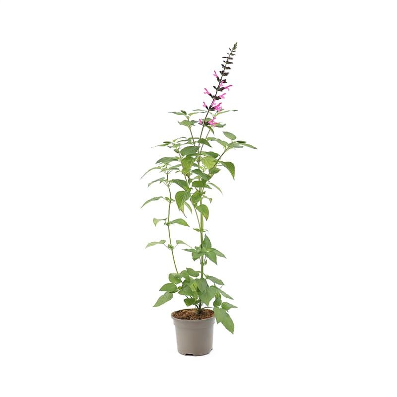 Salvia 'Pink Amistad' 2 Litres