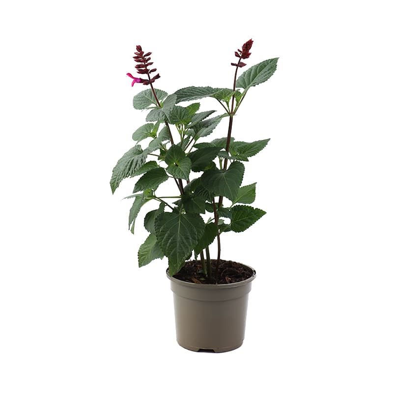 Salvia 'Rockin Fuchsia' 2 Litres