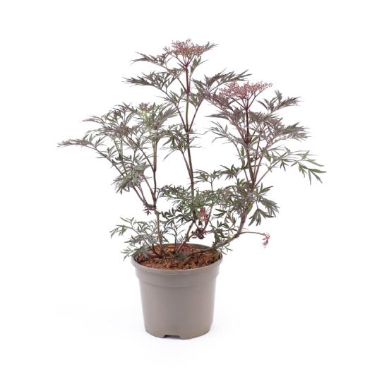 Sambucus nigra 'Black Lace' 3 Litres