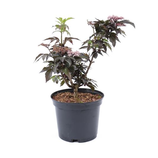 Sambucus nigra f. porphyrophylla 'Black Tower' 3 Litre