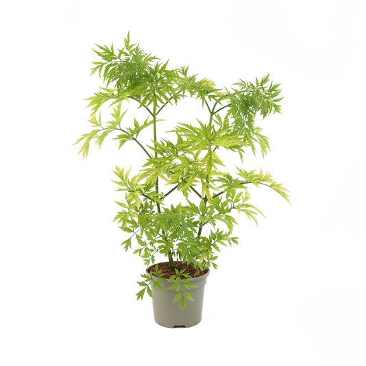 Sambucus nigra 'Golden Tower' 3 Litres