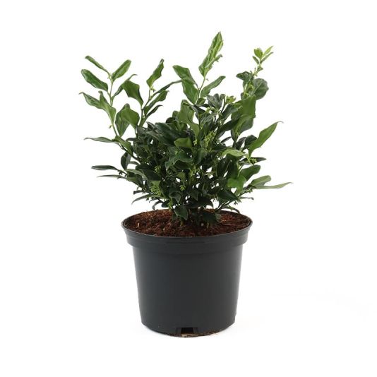 Sarcococca confusa 2 Litre