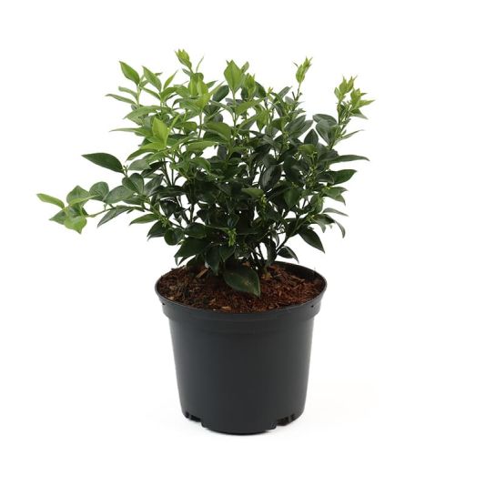 Sarcococca ruscifolia 2 Litre