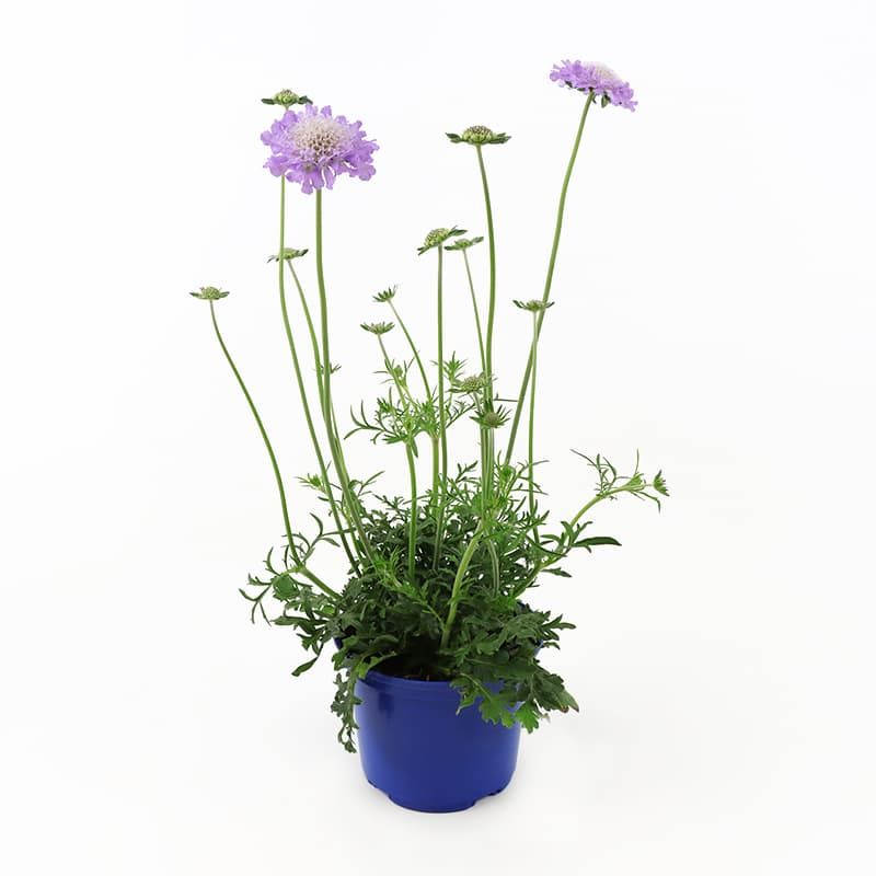 Scabious 'Butterfly Blue Beauty' 1.5 Litres - Perennials - Tates