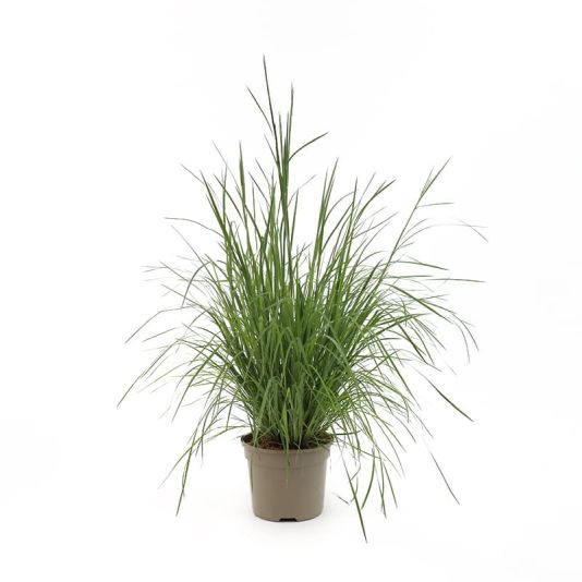 Schizachyrium scoparium 'Blue Heaven' 2 Litres