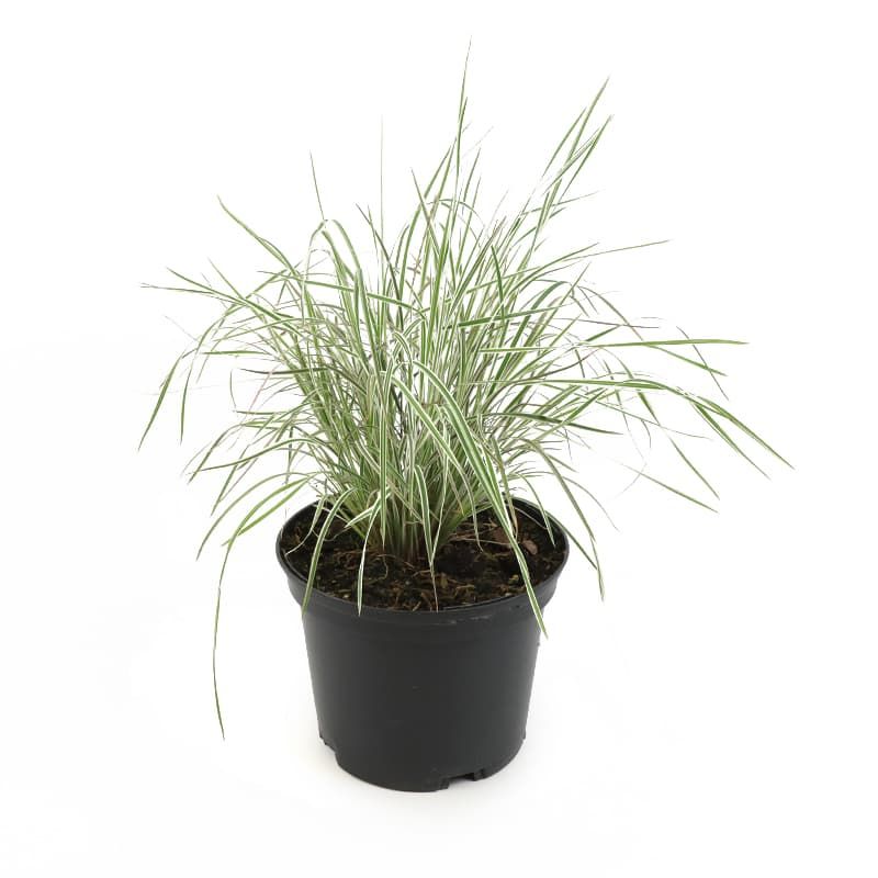 Schizachyrium 'Chameleon' 2 Litres