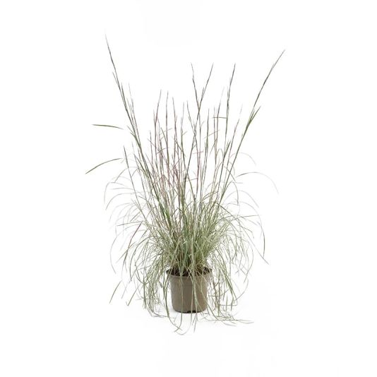 Schizachyrium 'Chameleon' 2 Litres