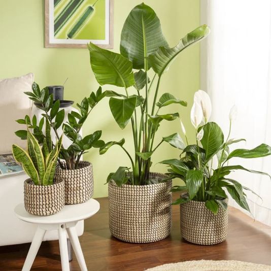 Seagrass Black Basket Planter - 15cm