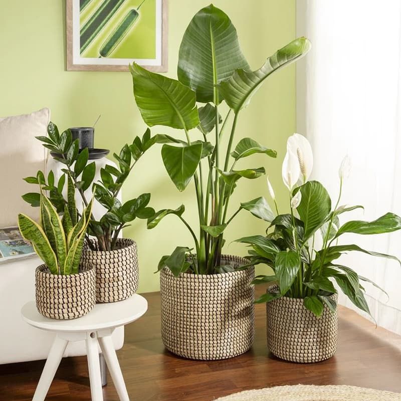 Seagrass Black Basket Planter - 15cm