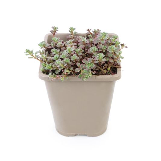 Sedum spurium 'Tricolour' 1 Litres