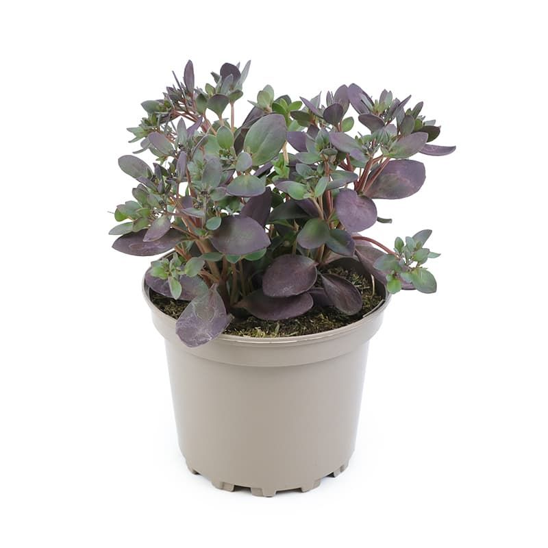 Sedum 'Sunsparkler Plum Dazzled' 2 Litres