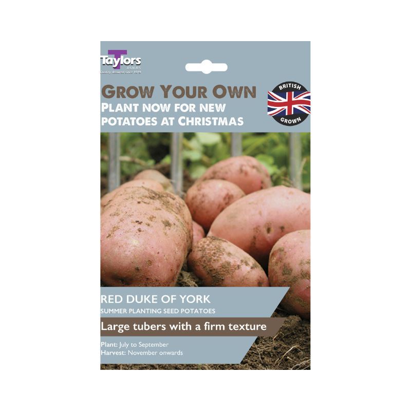 Seed Potato 'Red Duke of York'