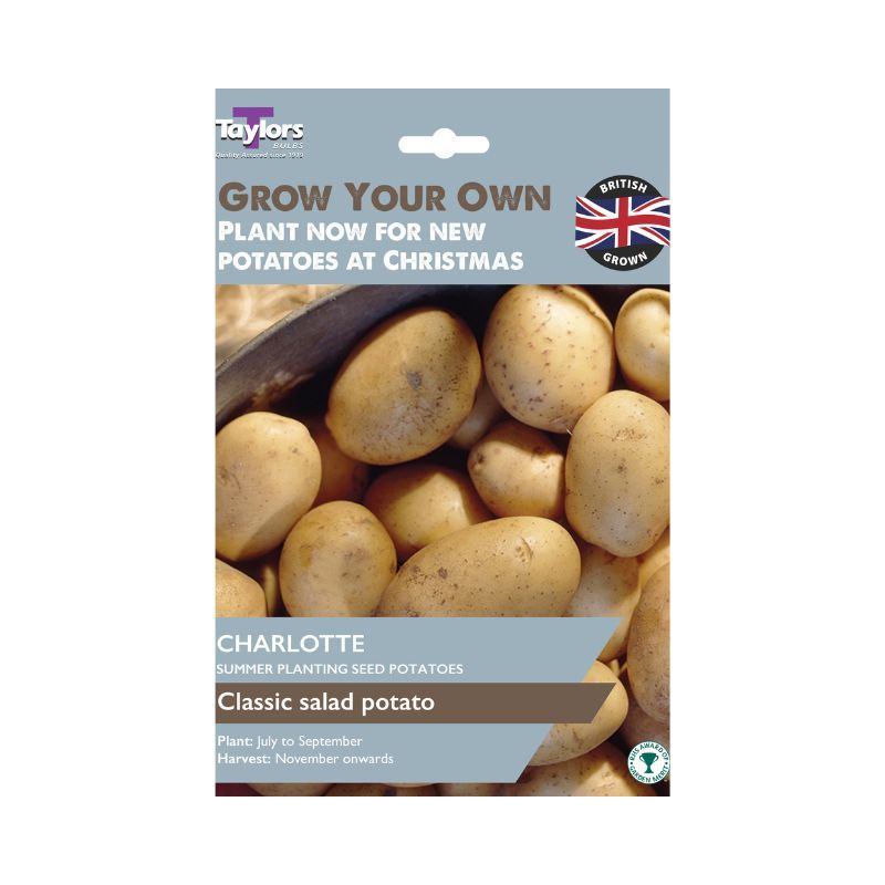 Seed Potato 'Charlotte'