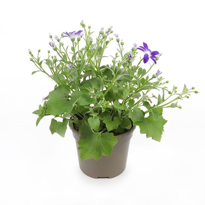 Senecio (Pericallis) senetti 'Blue Bicolour' 3 Litres