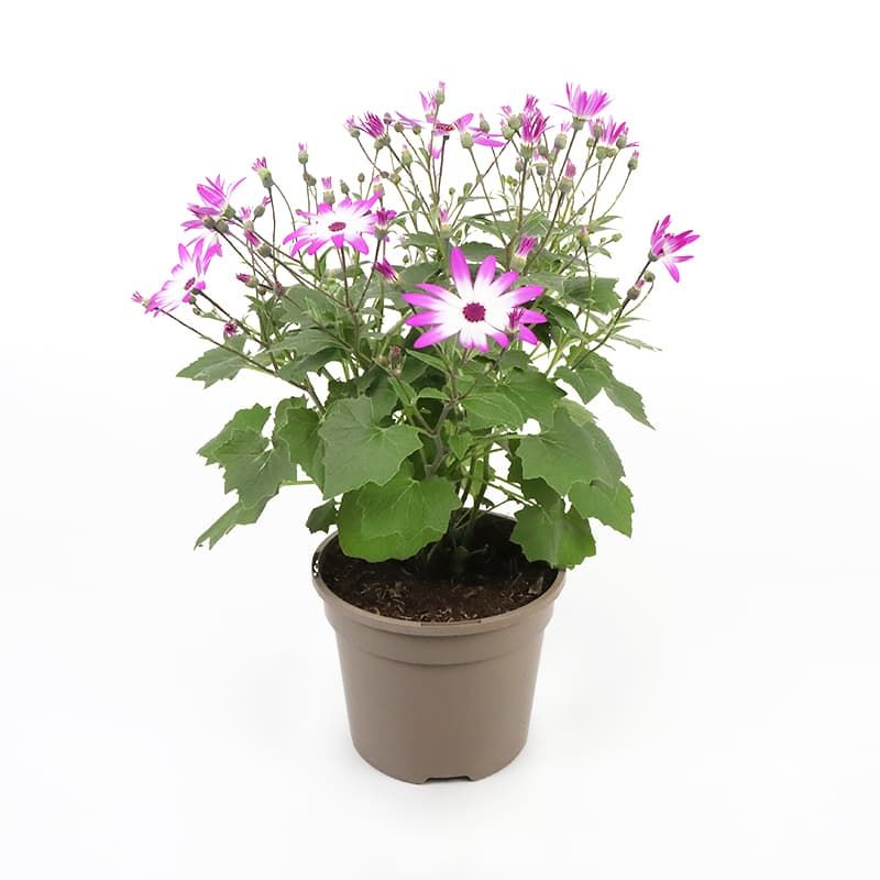 Senecio (Pericallis) senetti 'Magenta Bicolour' 3 Litres