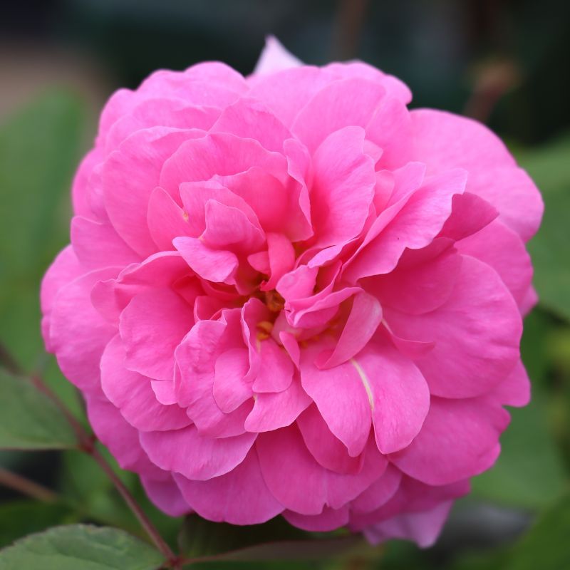 David Austin Shrub Rose 'The Mayflower' 6 Litres