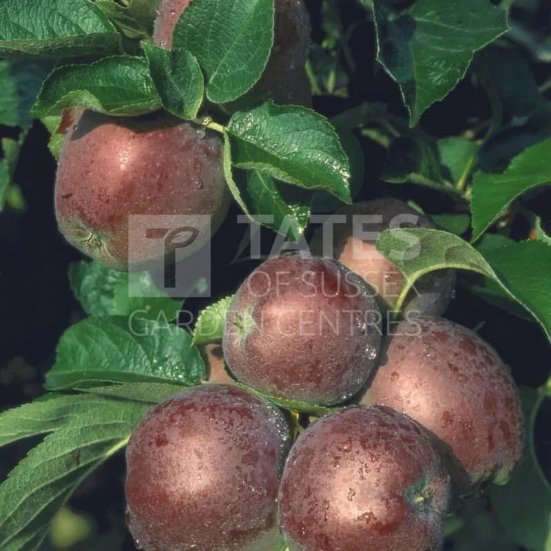 Apple Malus Spartan Espalier Trained 12 Litres Mm106 Fruit Trees