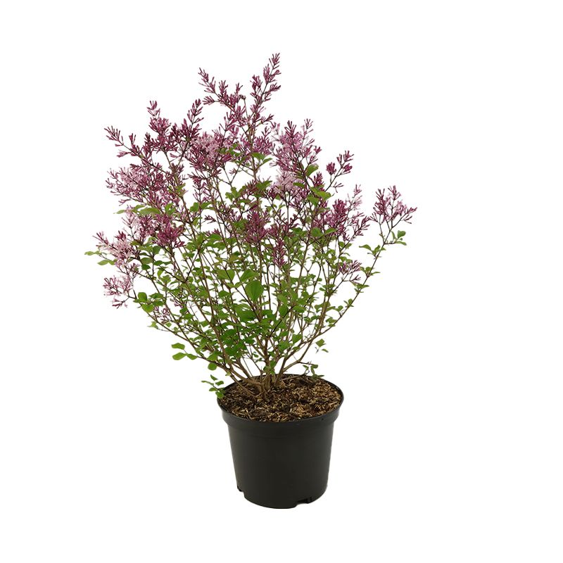 Syringa 'Red Pixie' 3 Litres