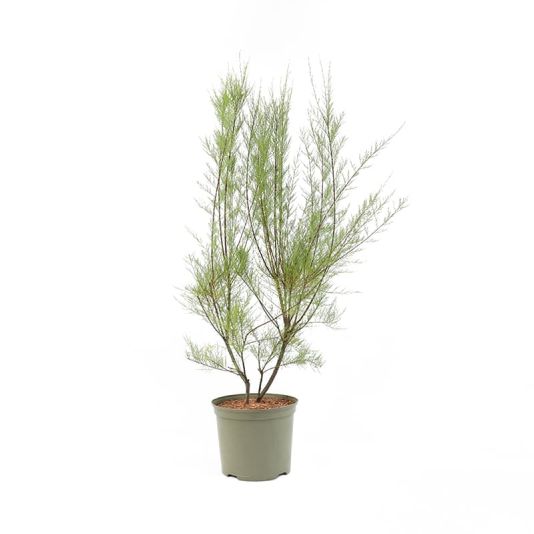 Tamarix Parviflora 7.5 Litres