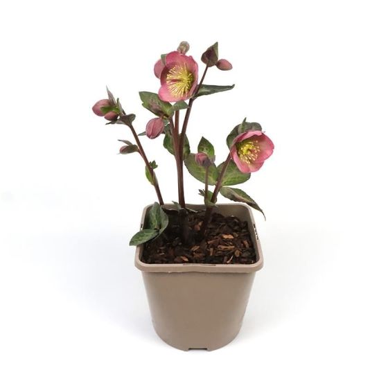 Helleborus x hybridus 'Frostkiss Penny's Pink' 3 Litres