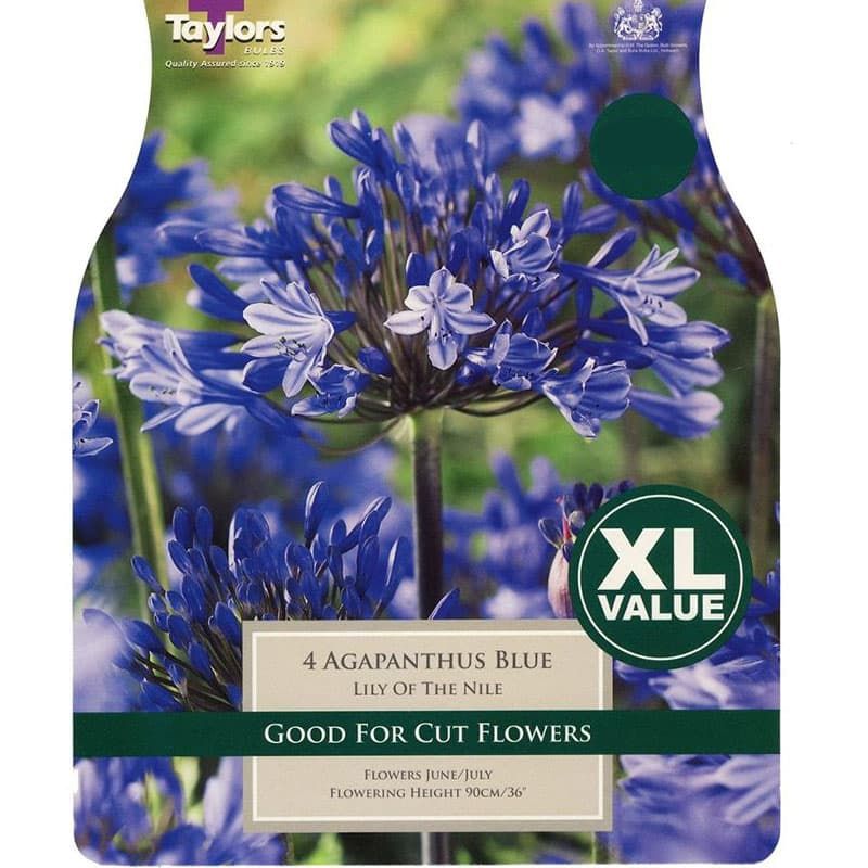 Agapanthus 'Blue' Extra Large Pack