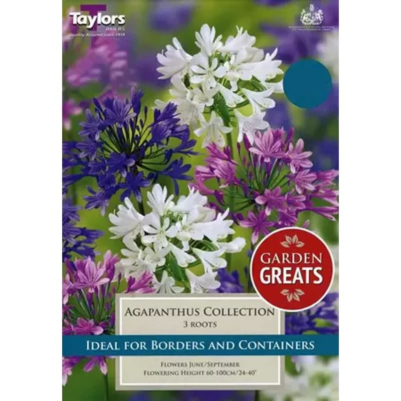 Agapanthus Collection