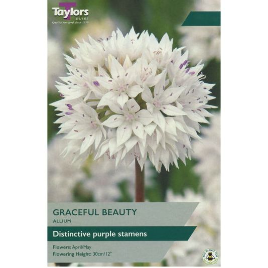 Allium 'Graceful Beauty'