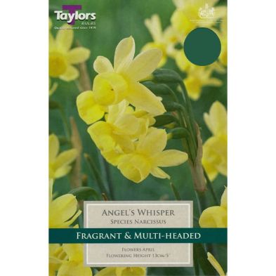 Narcissus 'Angel's Whisper'