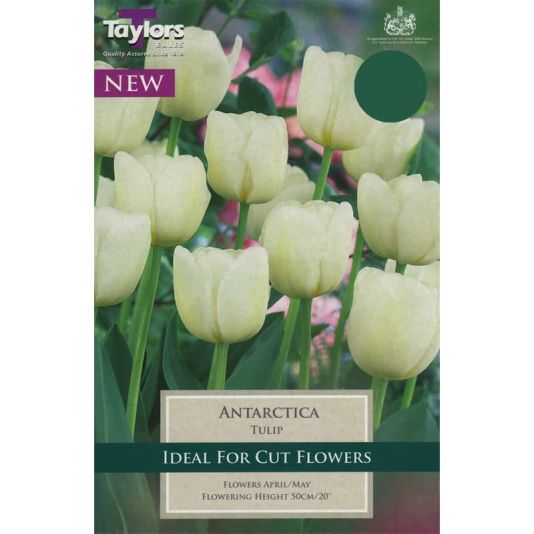 Tulip 'Antartica'