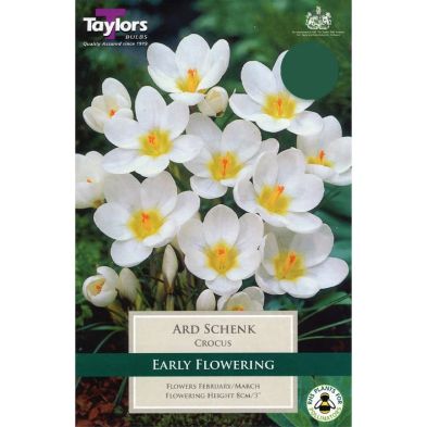 Crocus chrysanthus 'Ard Schenk'