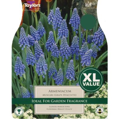 Muscari armeniacum