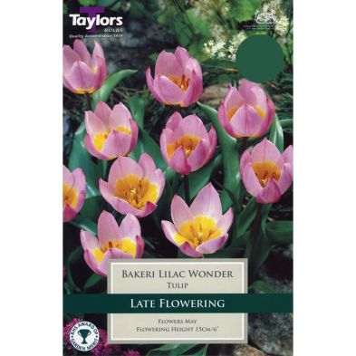 Tulipa saxatilis (Bakeri Group) 'Lilac Wonder'