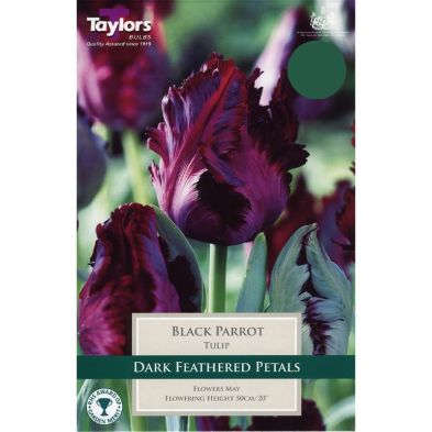 Tulip 'Black Parrot'