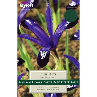 Iris reticulata 'Blue Note'