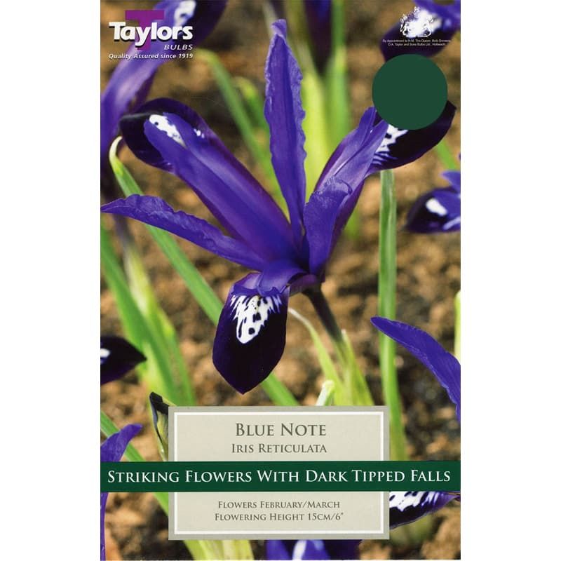 Iris reticulata 'Blue Note'