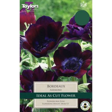 Anemone coronaria 'Bordeaux'