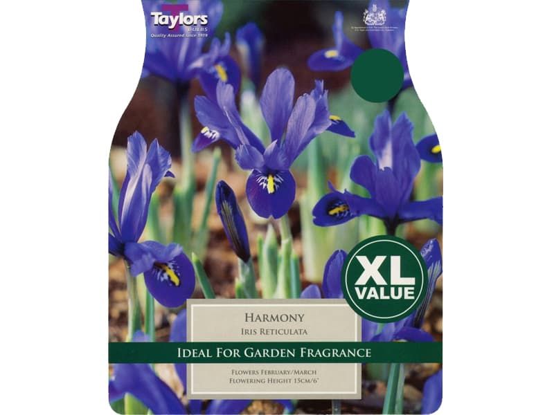 Iris 'Harmony'