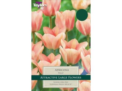 Tulip 'Apricona'