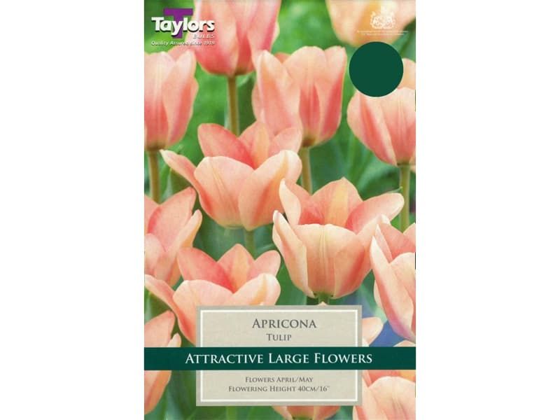 Tulip 'Apricona'