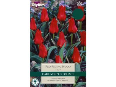 Tulip 'Red Riding Hood'