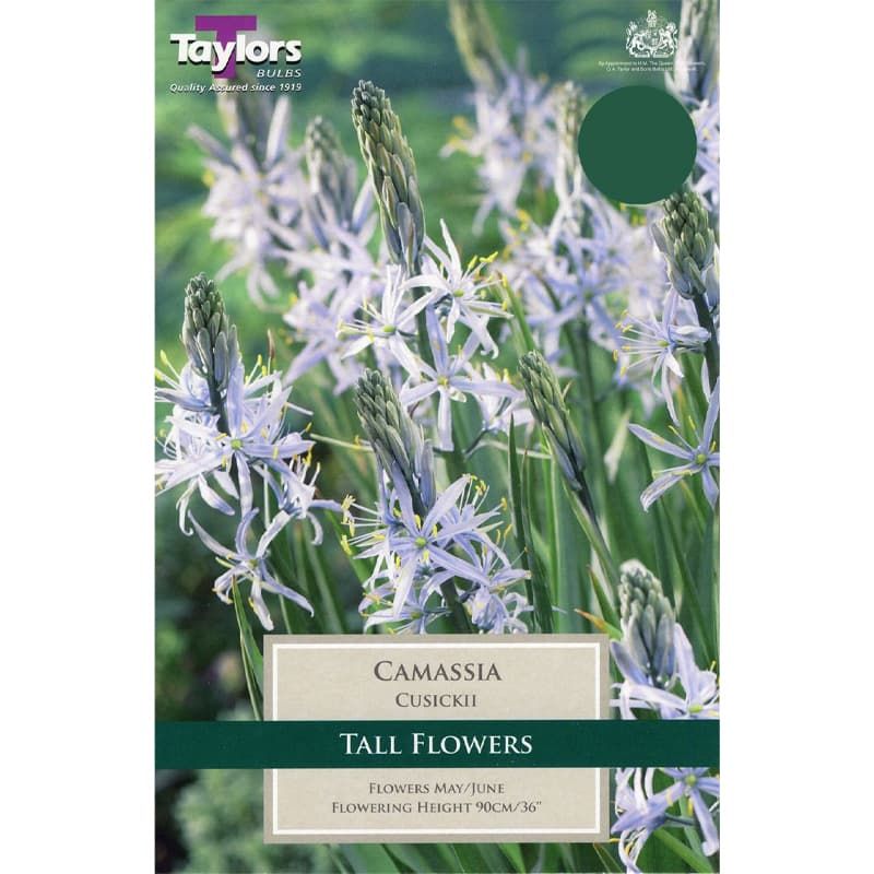 Camassia cusickii