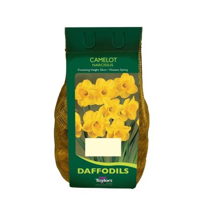 Narcissus 'Camelot'